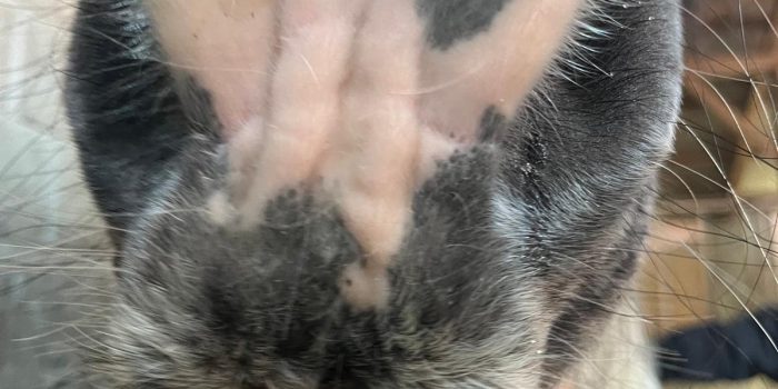 Therapiepferd „Molly“ bewirkt Wunder 💫